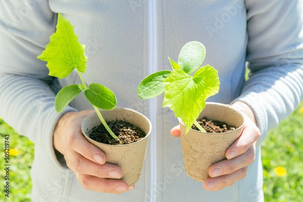 Fototapeta Close up of a gardener holding peat pots with cucumber seedlings against a green grass background