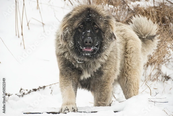 Fototapeta Caucasian sheepdog in winter time.