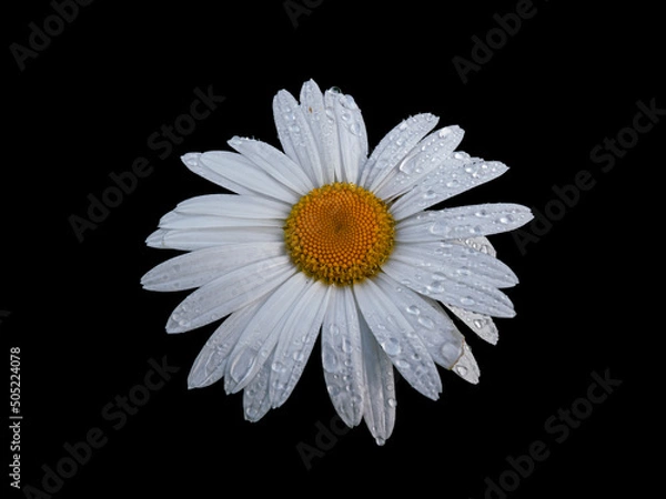 Obraz Margarita Daisy