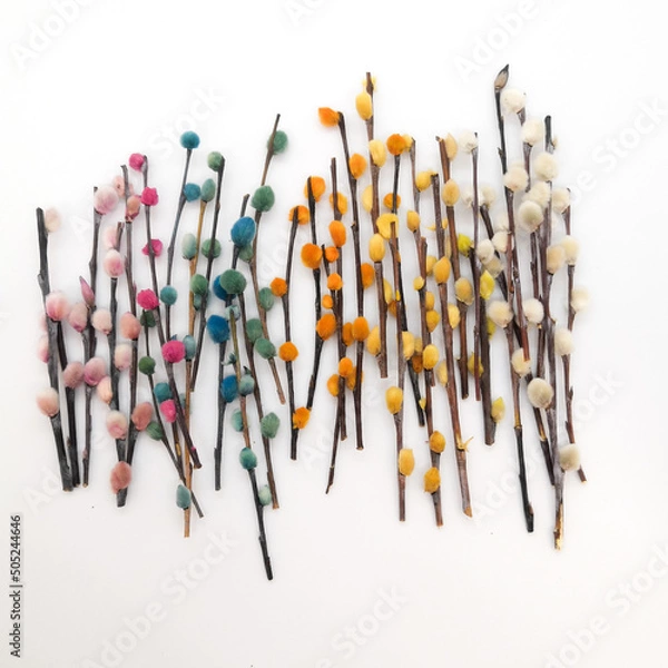Fototapeta Dried flowers Willow branches are multicolored spikelets close-up for interior and design.