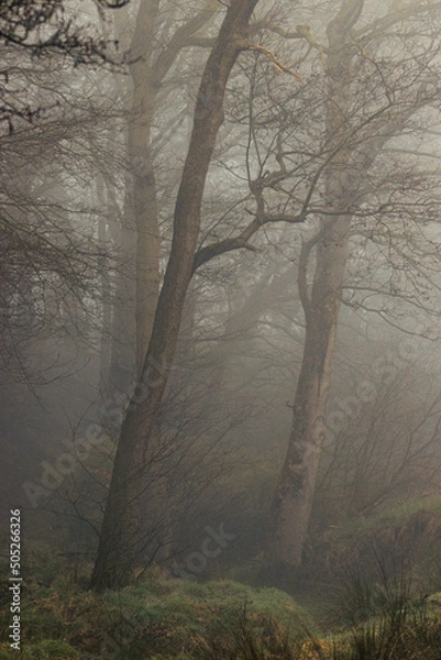 Fototapeta trees in mist