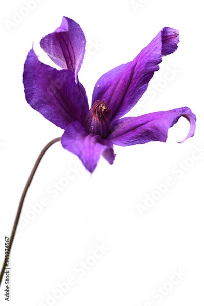 Obraz beautiful delicate bud on white background
