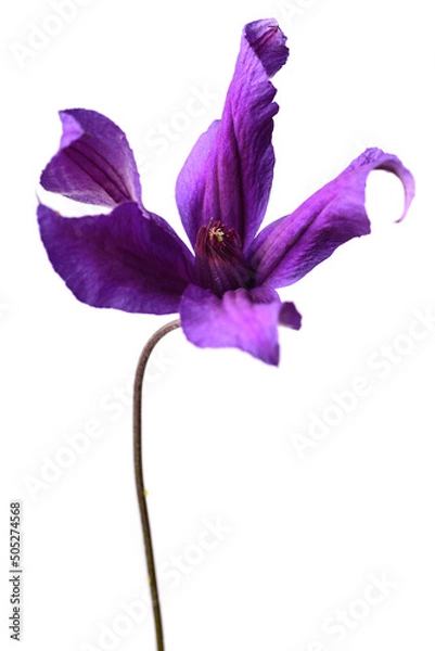 Obraz beautiful delicate bud on white background
