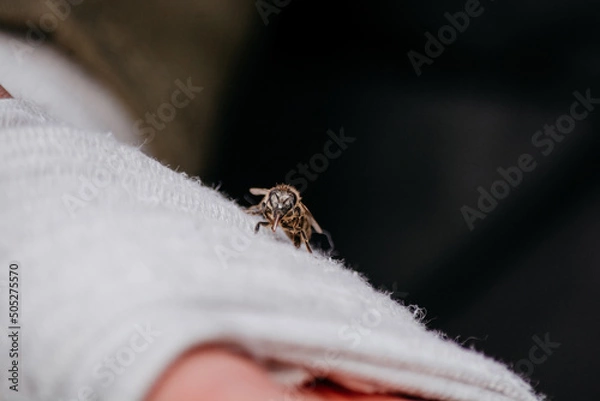 Obraz wasp on a flower
