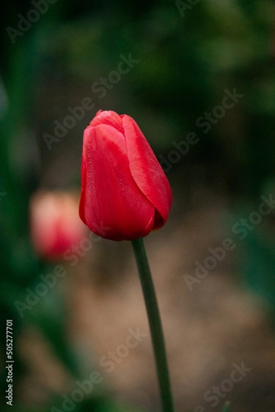 Fototapeta spring flowers