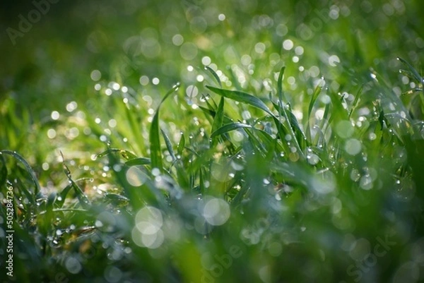 Obraz Young grain with dewdrops