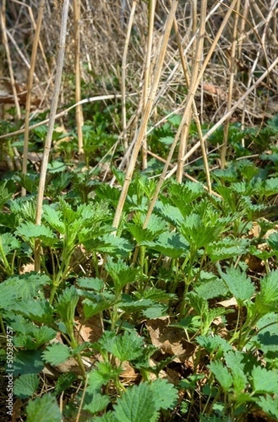 Obraz Young nettles in spring.