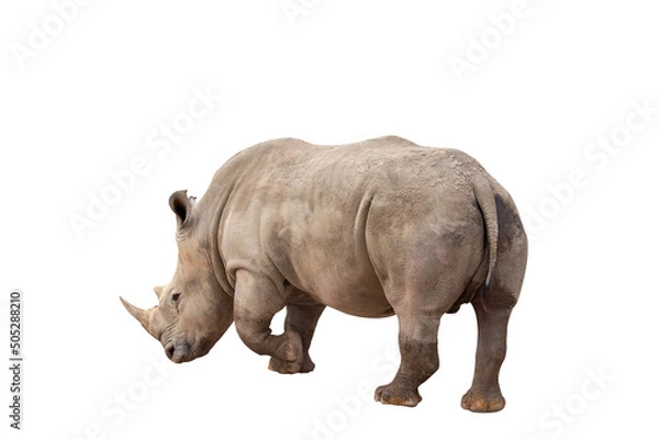 Fototapeta Rhinoceros isolated on White Background. Close up view of a white rhinoceros also called square-lipped rhinoceros, Ceratotherium simum species. Massive animal in dirty  during a sunny day.