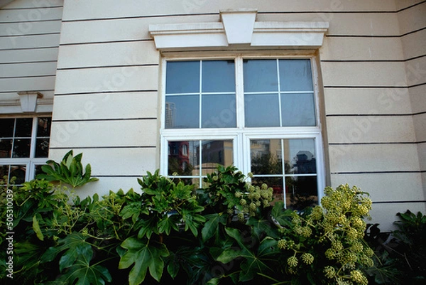 Obraz Windows with flowers