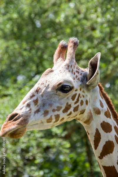 Fototapeta the closeup image of giraffe. A tall African hoofed mammal belonging to the genus Giraffa. It is the tallest living terrestrial animal and the largest ruminant on Earth. 
