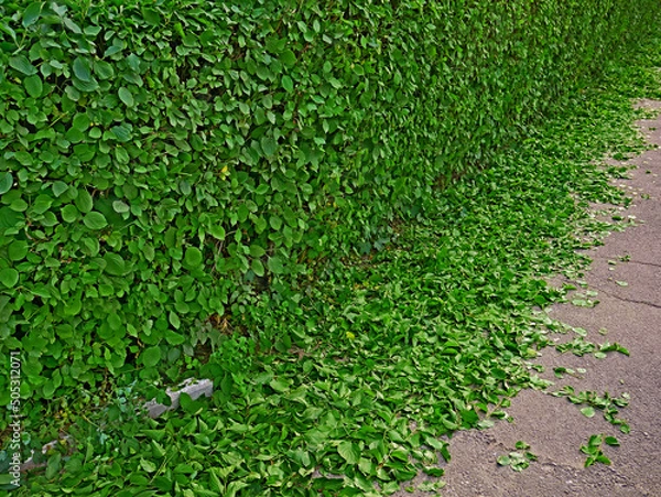 Fototapeta Live green fence from the bushes after spring pruning