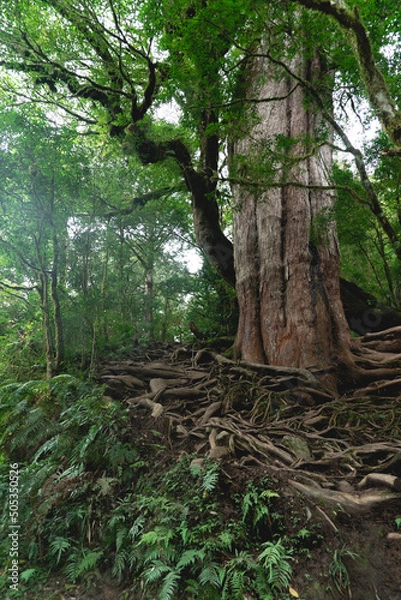 Obraz Giant tree on hiking trail tree branches