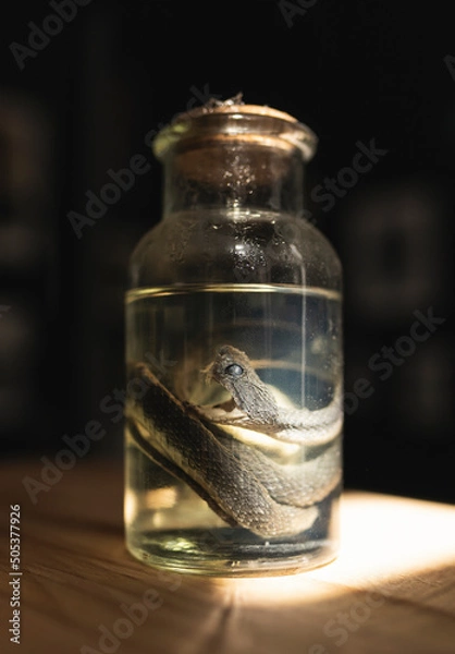 Obraz Specimen of snake preserved in solution formaldehyde on dark background. Glass jar with poisonous dead snake. 
