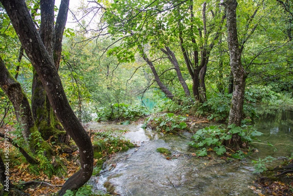 Fototapeta Plitvice Lakes National Park, Croatia, Europe: Streams of spilling waters flood the green landscape and form the characteristic biotope with its endemic plants