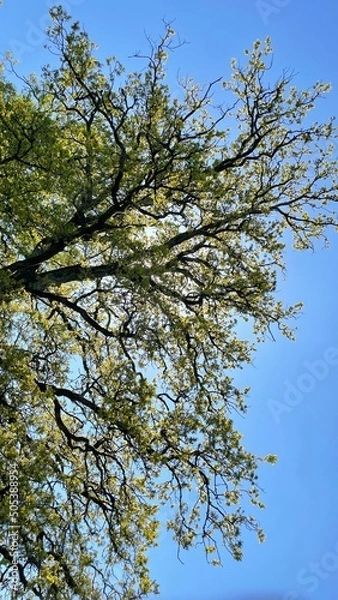 Obraz tree in spring