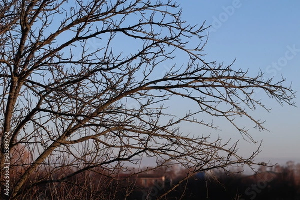 Fototapeta tree branches