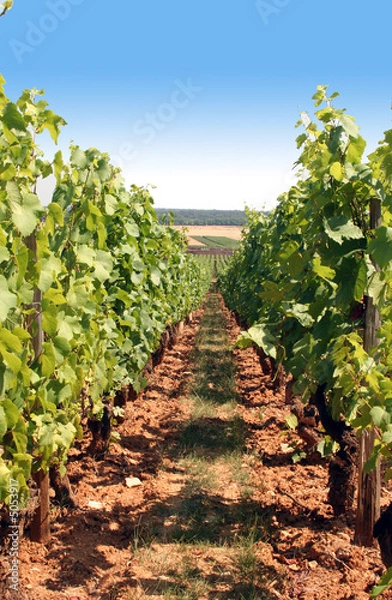 Obraz vigne