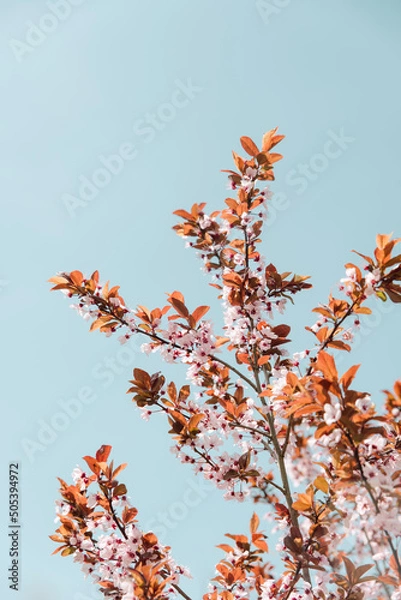 Obraz Cherry blossoming branch and blue sky in spring.