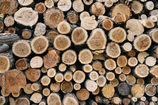 Obraz Wall of stacked brawn wood logs as background.