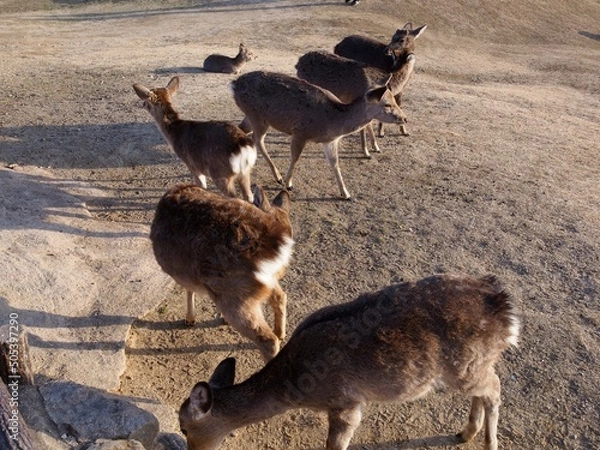 Obraz 若草山の鹿 04