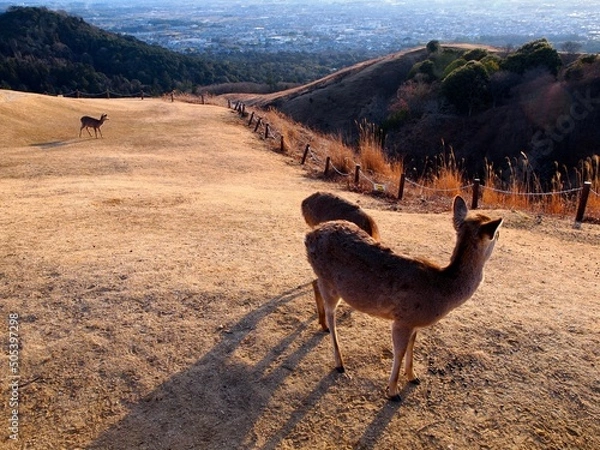 Obraz 若草山の鹿 05