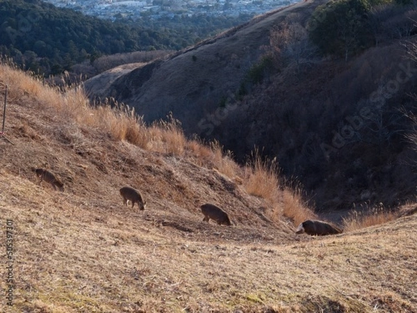 Obraz 若草山の鹿 06