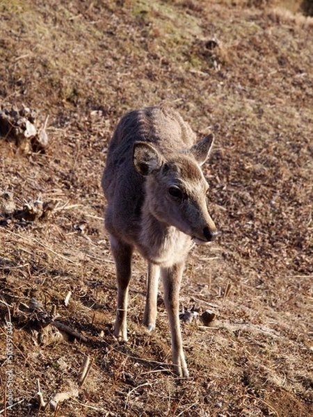 Obraz 若草山の鹿 07