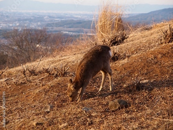 Obraz 若草山の鹿 08