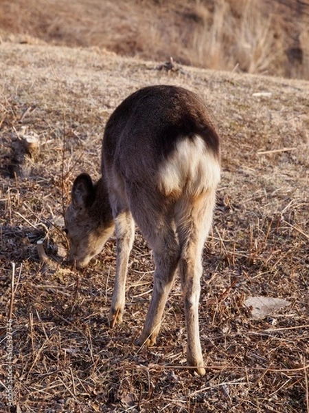 Obraz 若草山の鹿 10