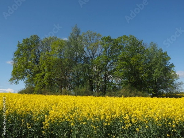 Obraz rapeseed field