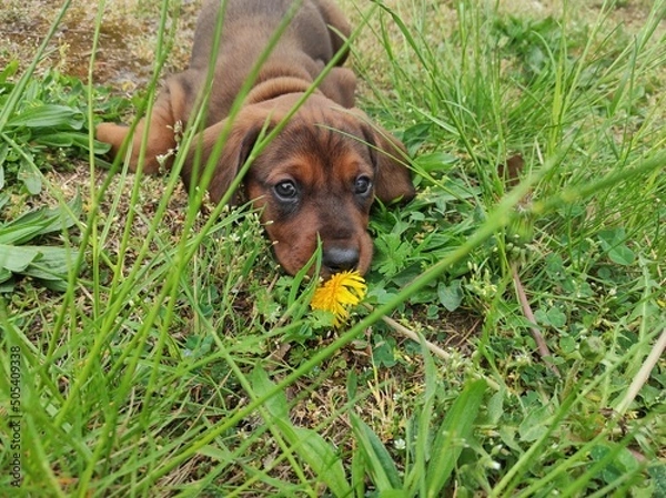 Obraz dachshund puppy in grass