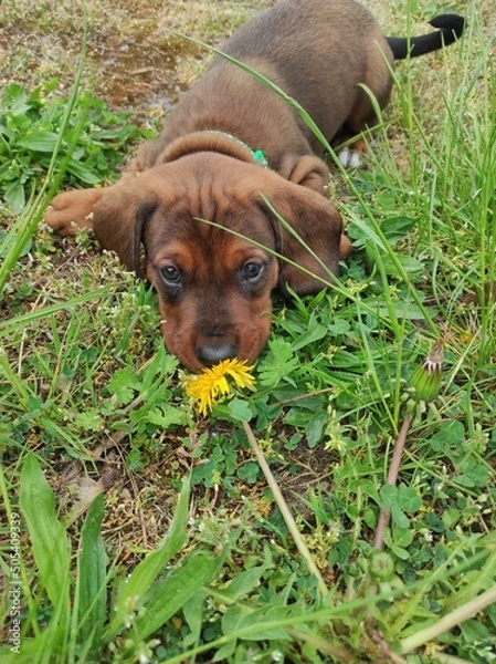 Obraz portrait of a dog