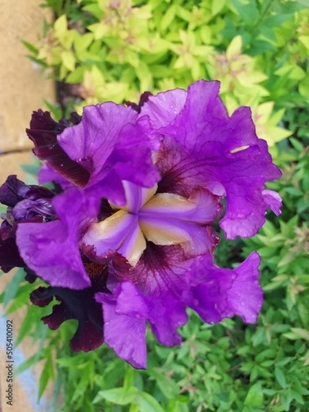 Obraz flowers in a garden