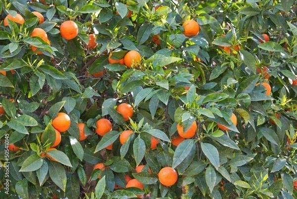 Obraz Orangen am Baum