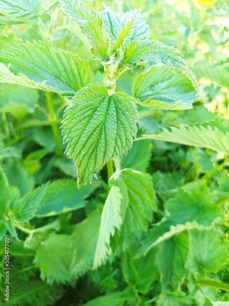 Obraz Nettle leaves