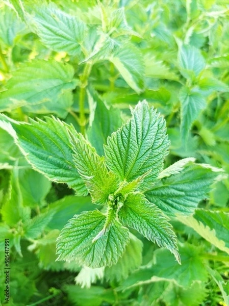Obraz Nettle leaves