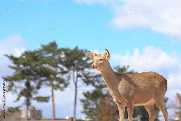 Obraz 青空と鹿