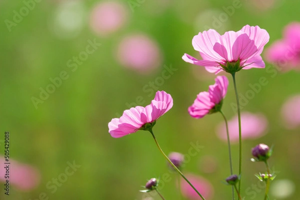 Obraz コスモスのマクロ