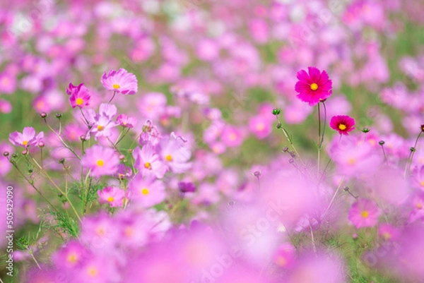 Obraz コスモス畑