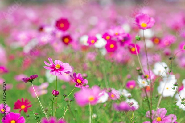 Obraz コスモス畑