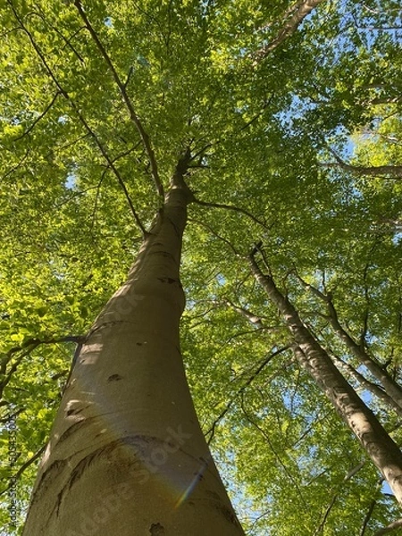 Fototapeta Huge trees. Angle view from below