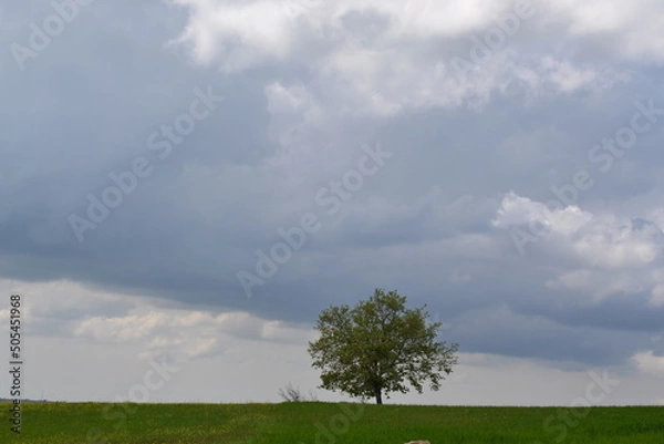 Obraz tree on a field