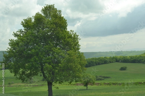 Obraz trees in the field
