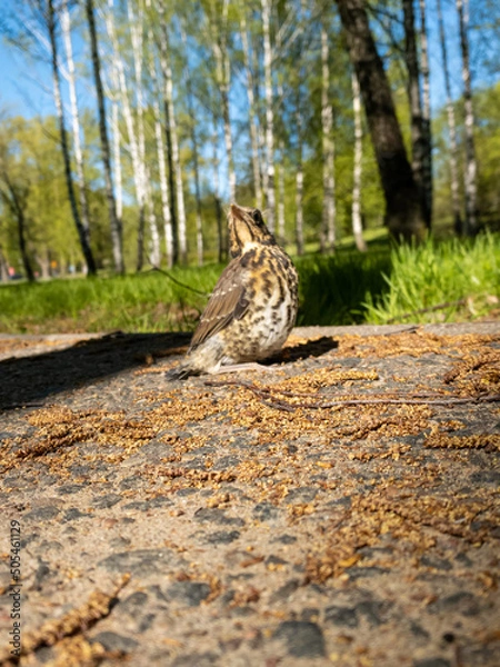 Obraz sparrow on the ground