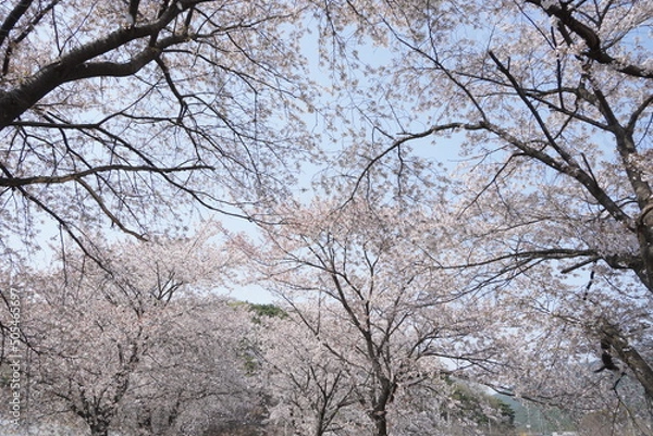 Fototapeta tree in bloom