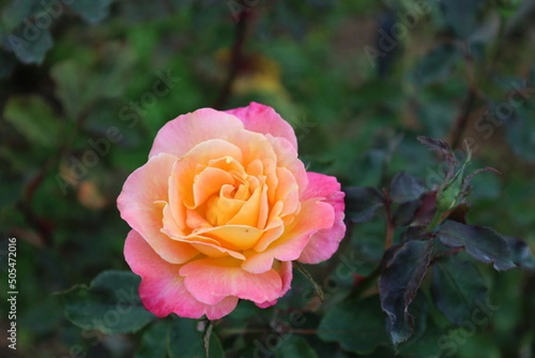 Obraz Rose garden bokeh.