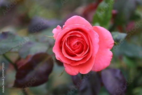 Obraz Rose garden bokeh.