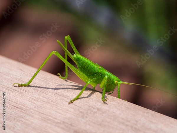 Fototapeta キリギリス