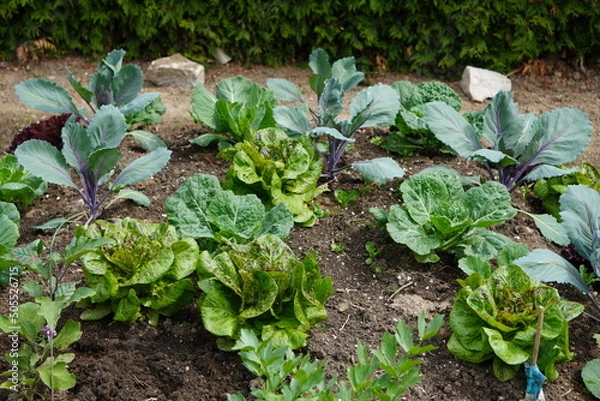 Fototapeta frisch angelegtes hügelbeet mit verschiedenen kohlsorten und salaten, gemüseanbei im eigenen garten, selbstversorger, biologisches gemüse