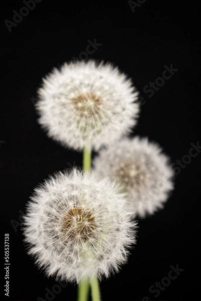 Fototapeta Dandelion with seeds against a black background.
